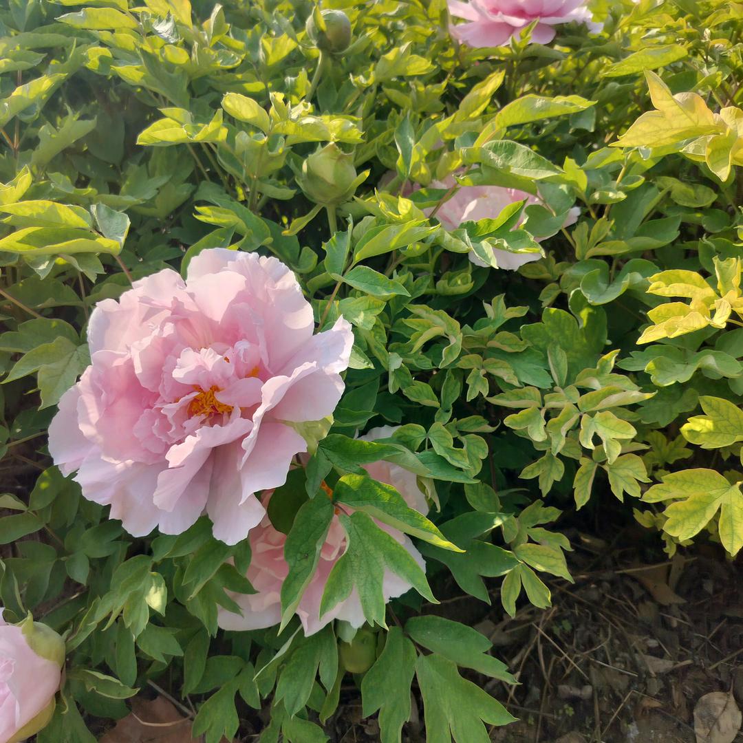 站前路干锅香辣鹅，瑞