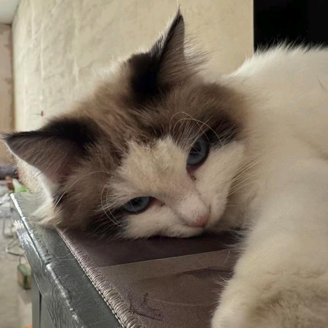 彪子的日记（记录生活）