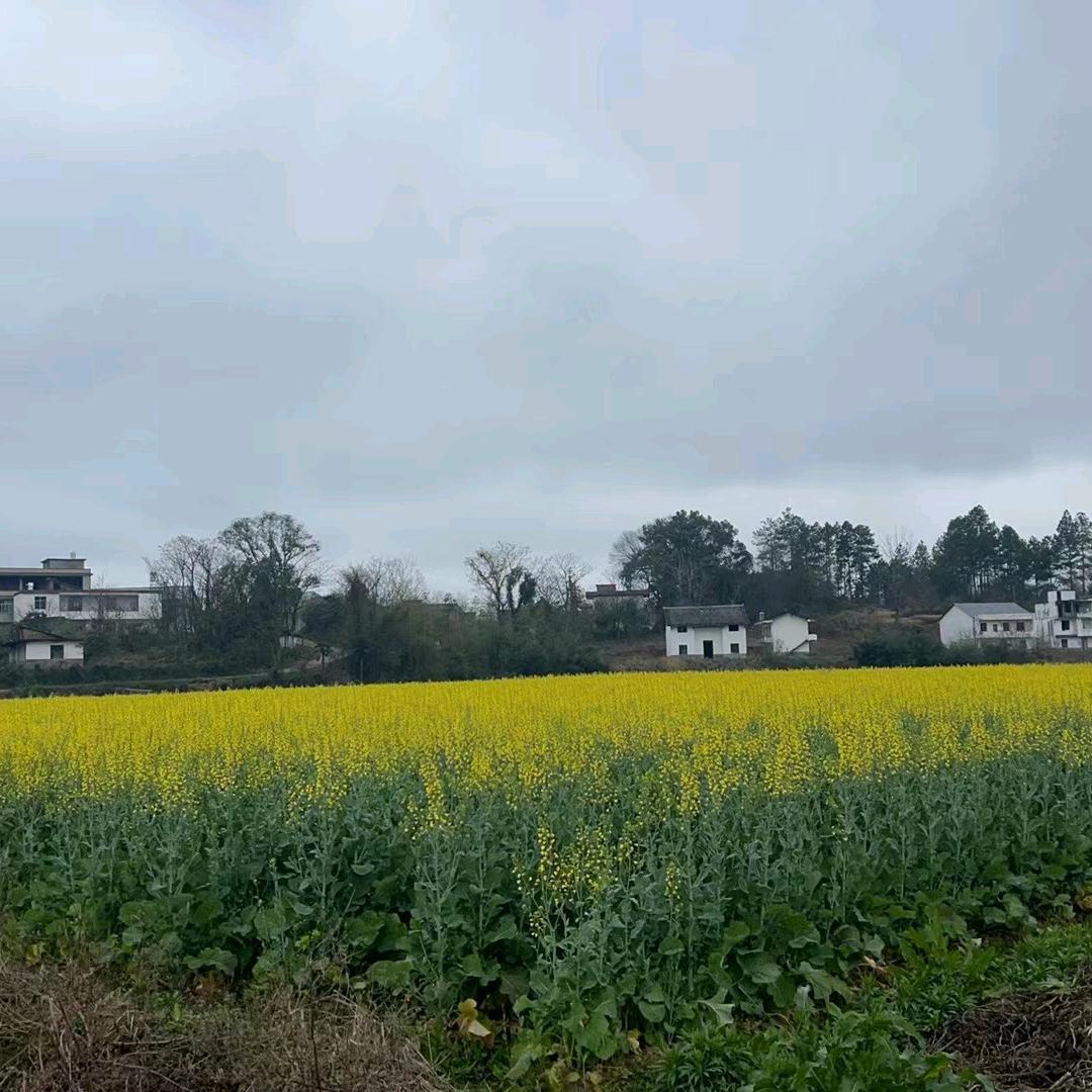 ξ龖龘朤朤䲜䲜&