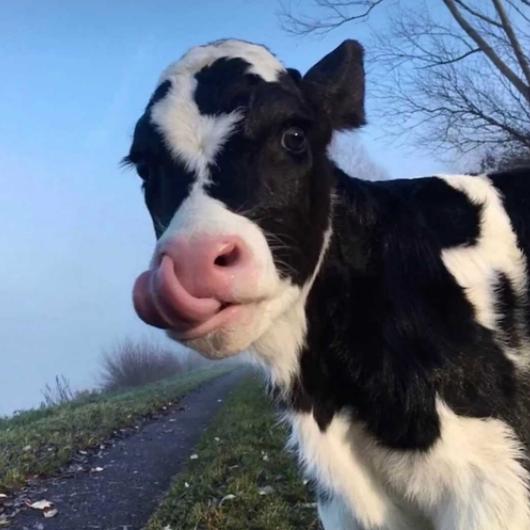 桉柒『柠卿小号』