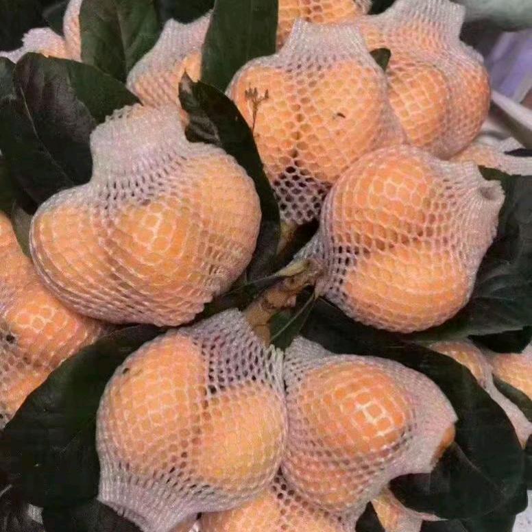 枇杷之乡(勿连赞 )