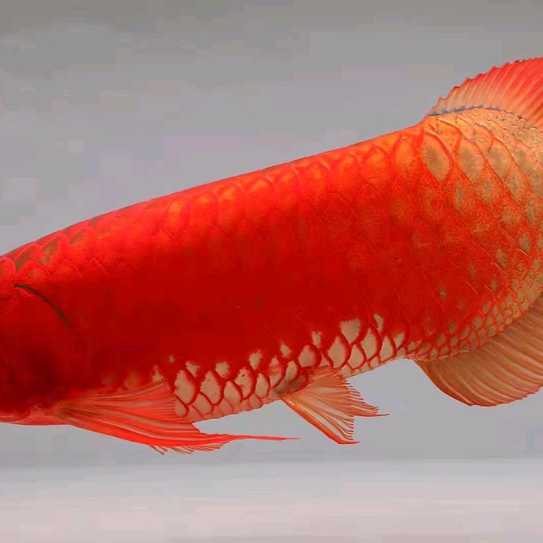 中国神龙