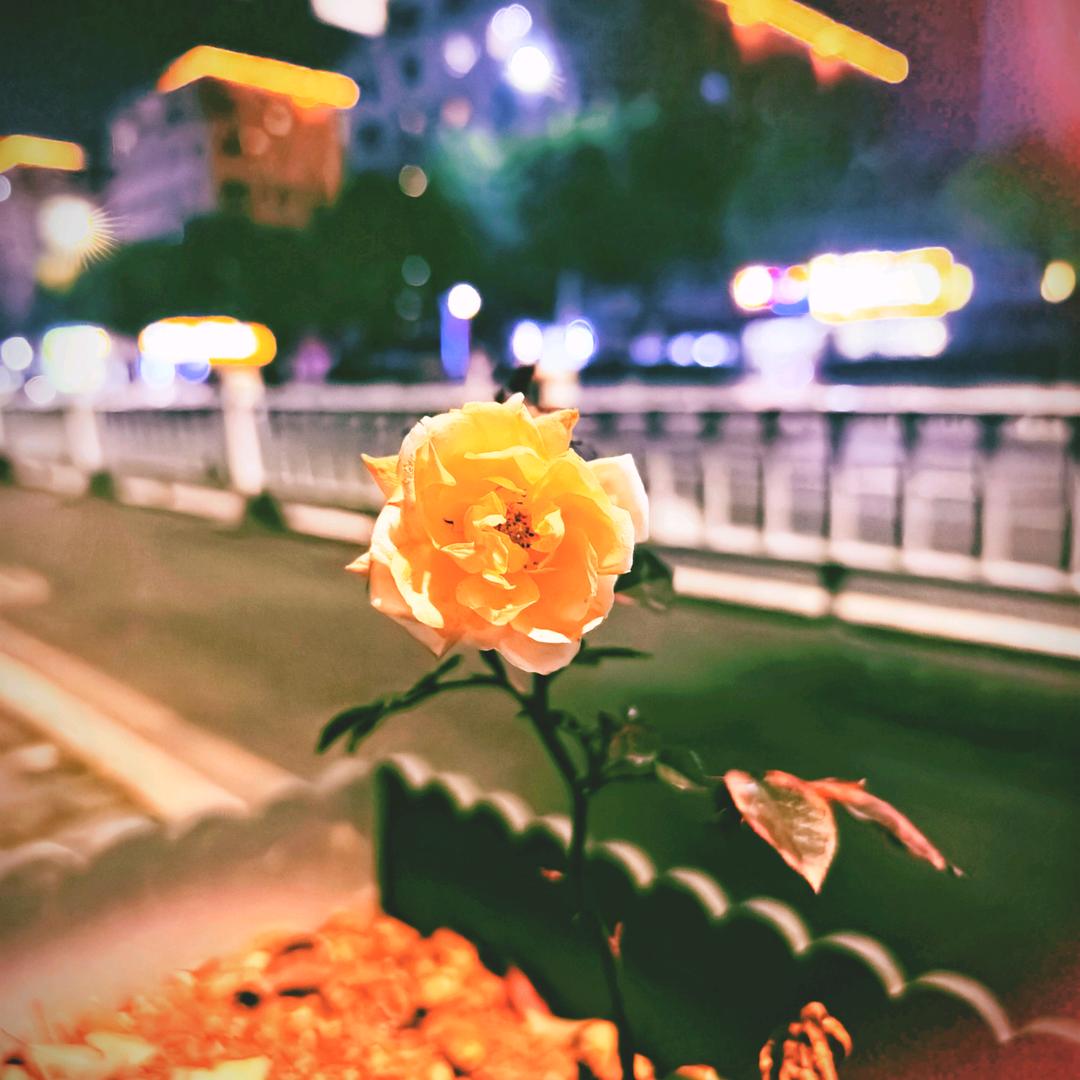 齁死的鱼（备战冈仁波齐）