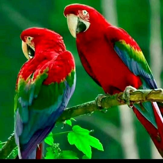 Aཽℳ࿆࿆ℜⅈིkⅈིℳ3