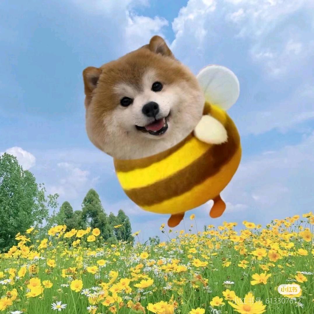 小点点
