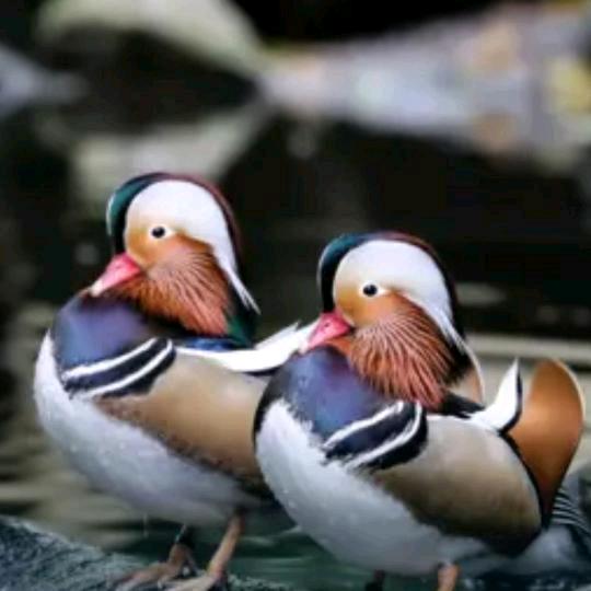 40048683264😪😪😪