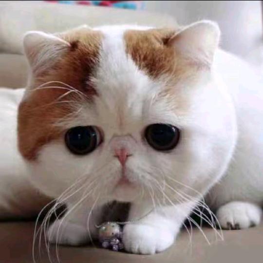 天天做梦吃烧烤