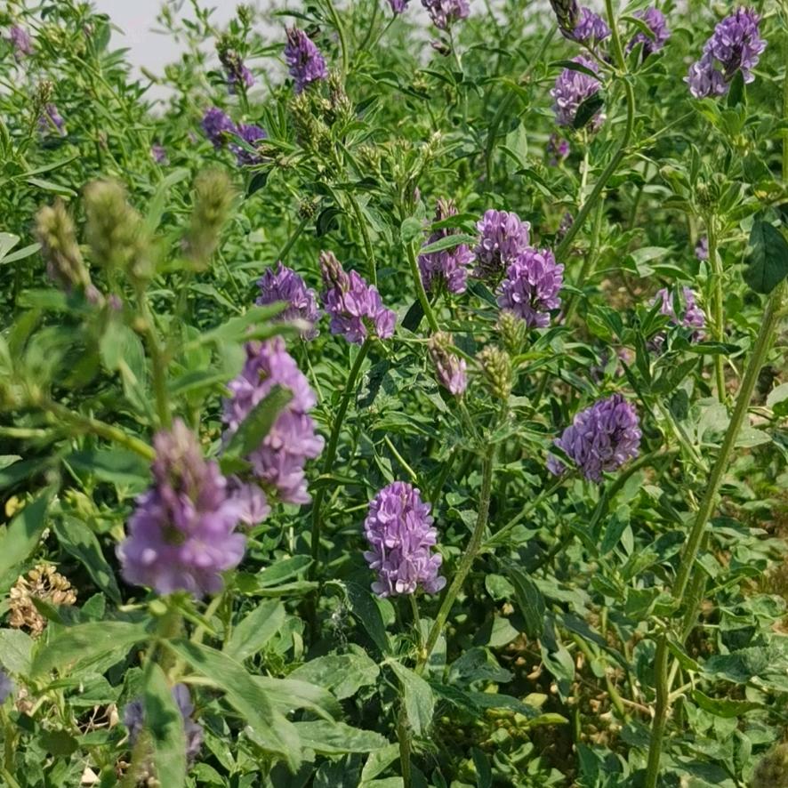 立彬牧草