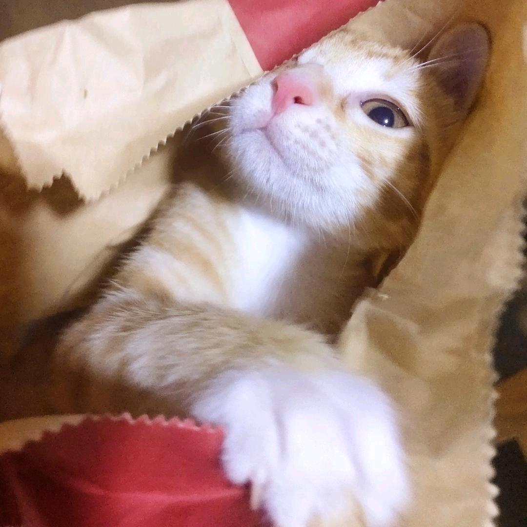西瓜啵啵