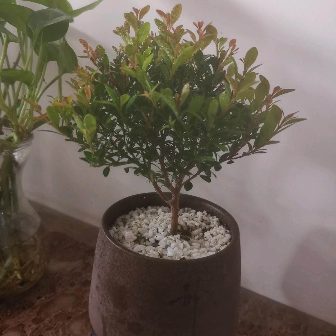 虎皮鱼