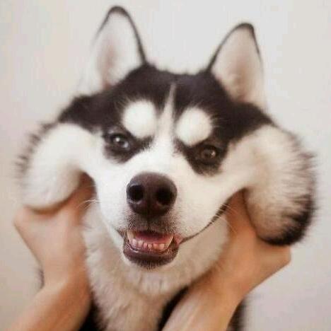 爱吃小熊干脆面