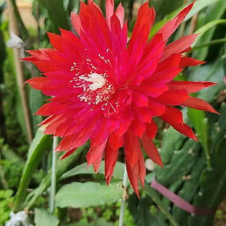 令箭昙花