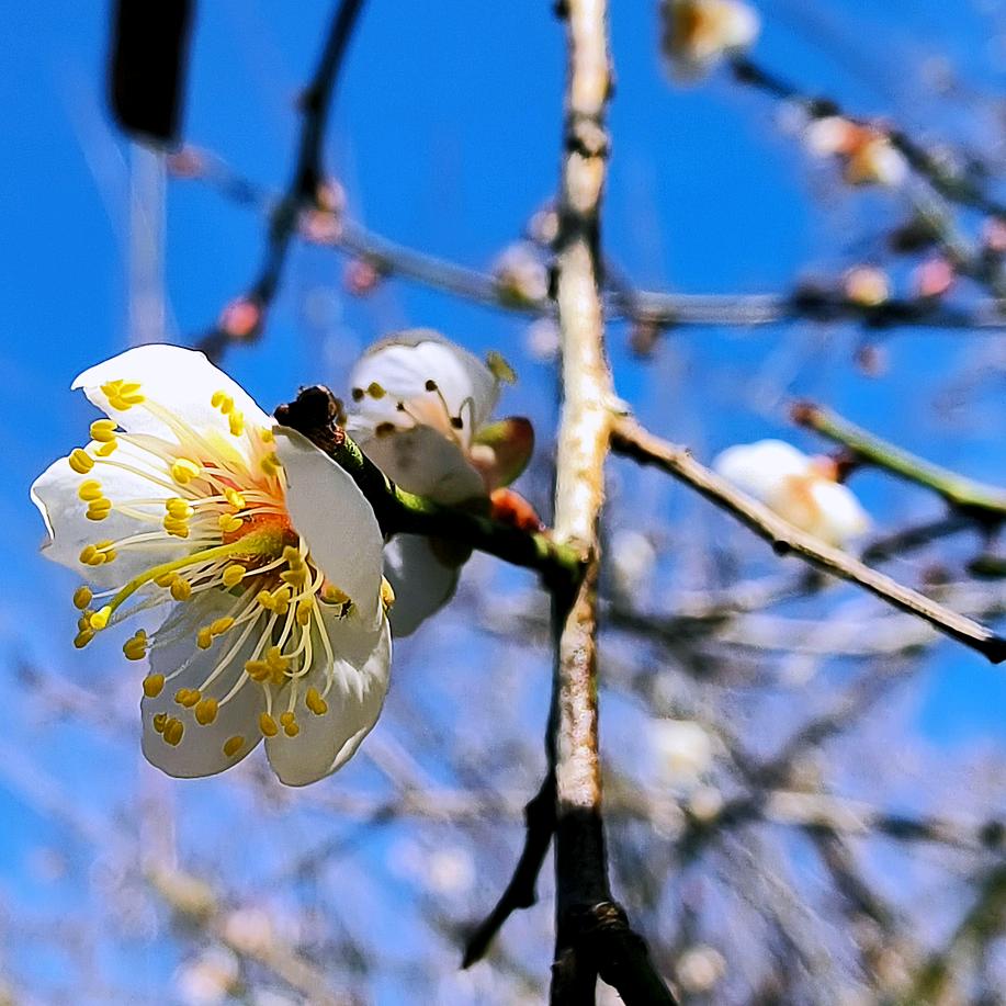 满贝勒