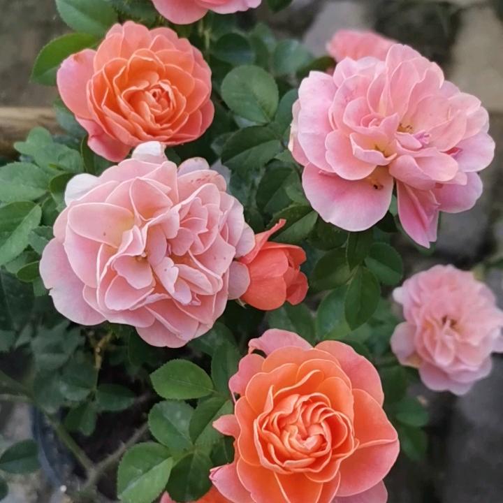 芬