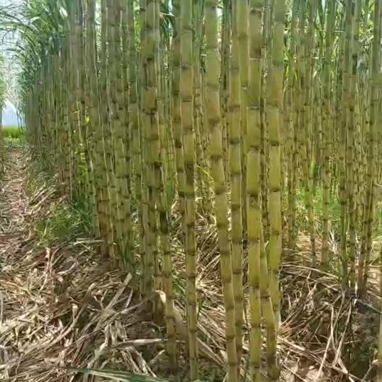美多果蔗苗
