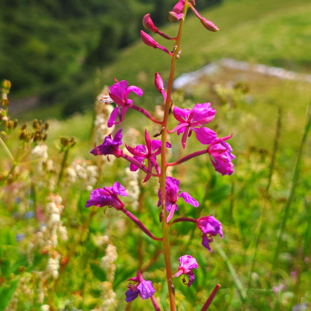 ལི་ཐང་འབྲོག་འཕྲུག