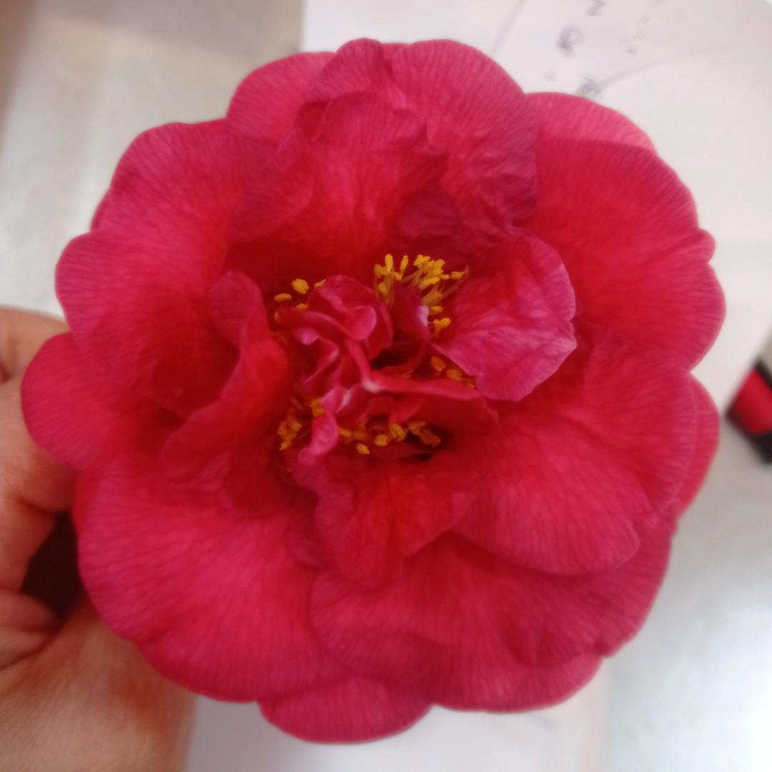 蜂莲花