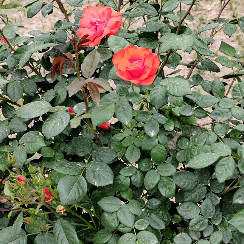 带刺的玫瑰🌹