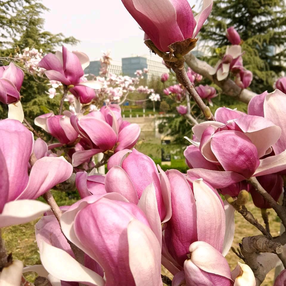 美丽动人的花
