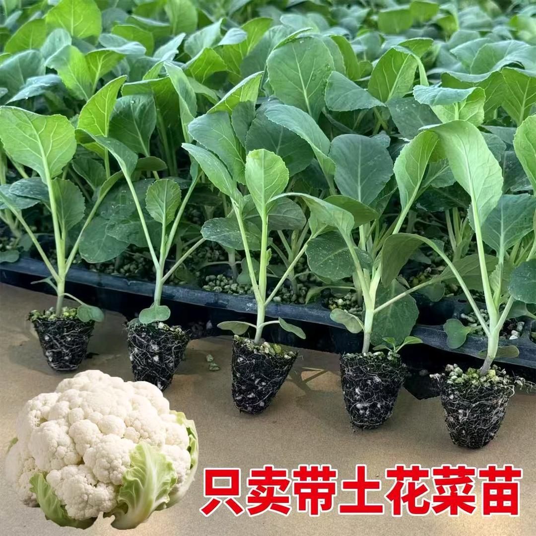 点点蔬菜苗