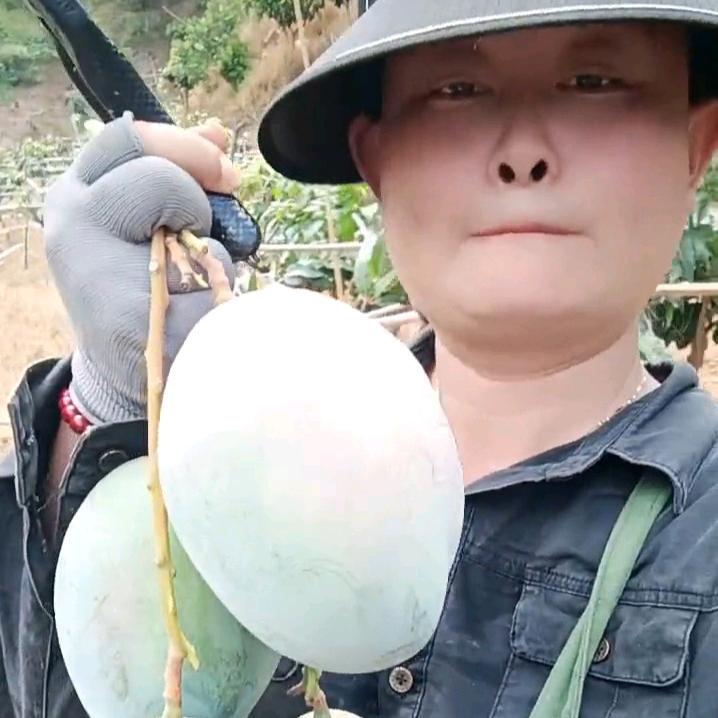 攀枝花芒果种植大姐