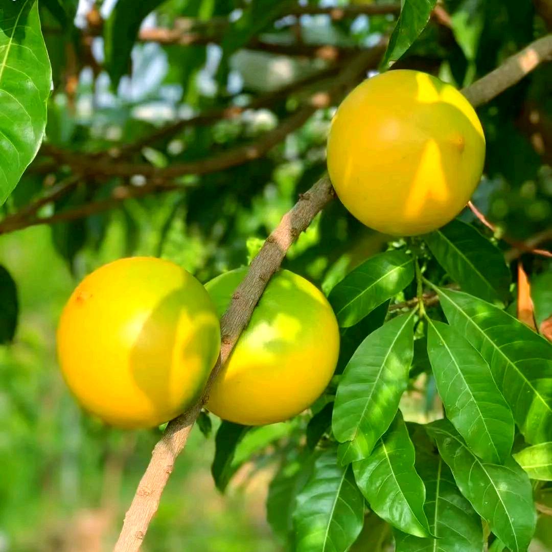 溢沣鲜果