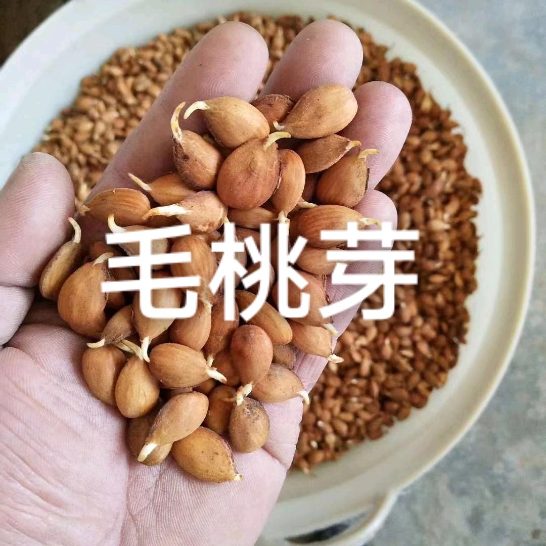 果树种芽培育供应 毛桃芽