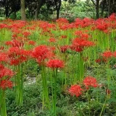 彼岸的花开冥界之花头像