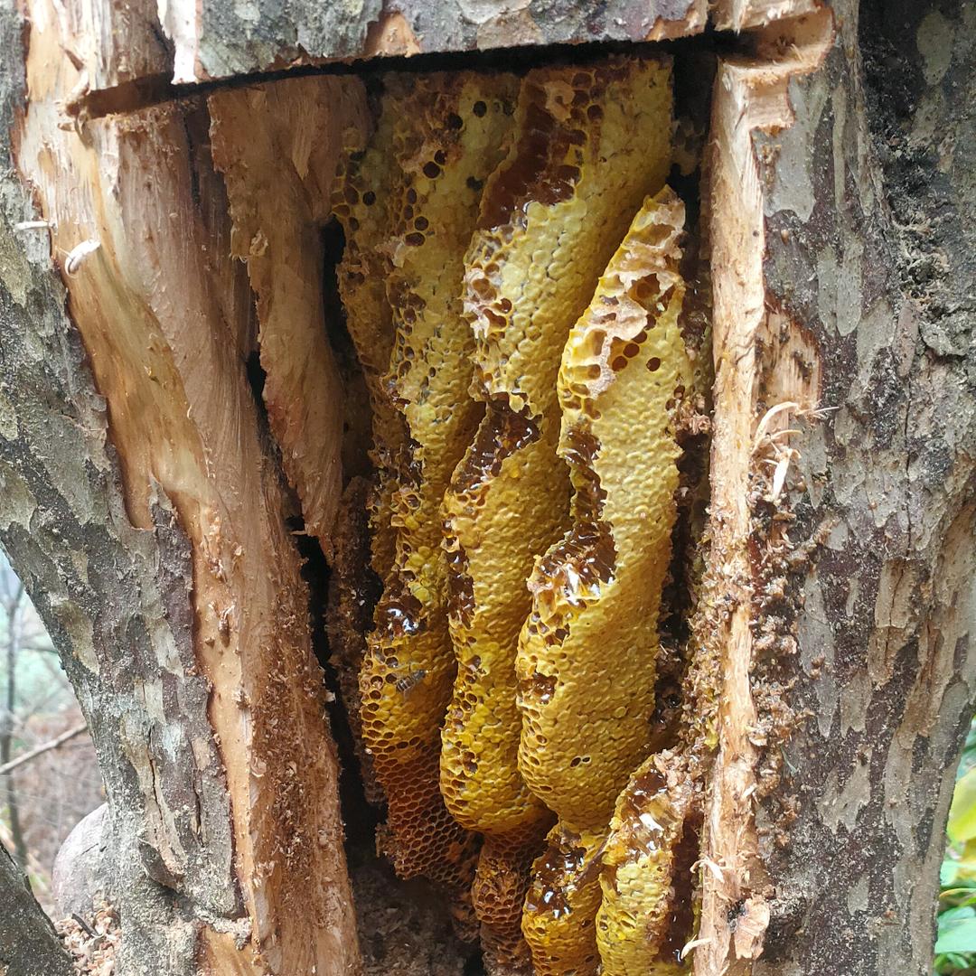 出野生蜂蜜、蜂蛹