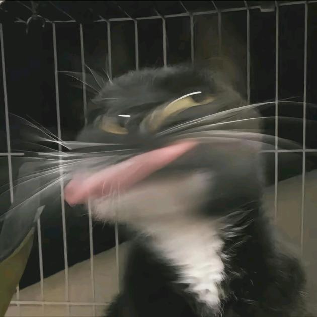 凭借蛇皮走位躲过了闰土并吃了很多西瓜的猹