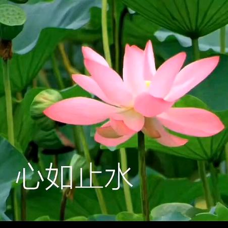 明日愁来明日忧