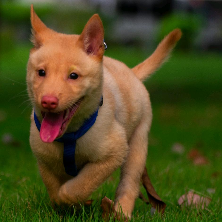 忠犬