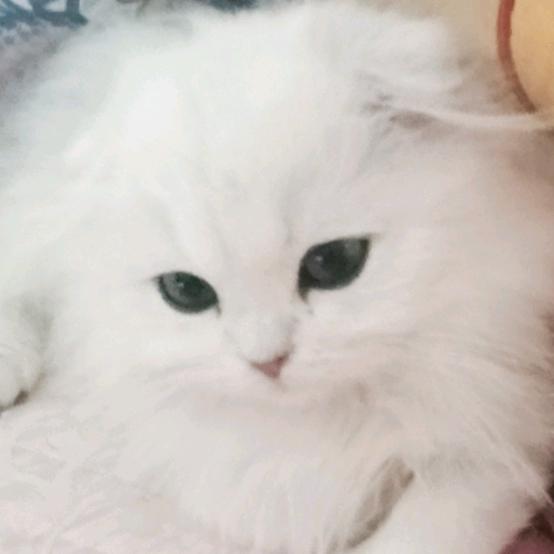 飞@