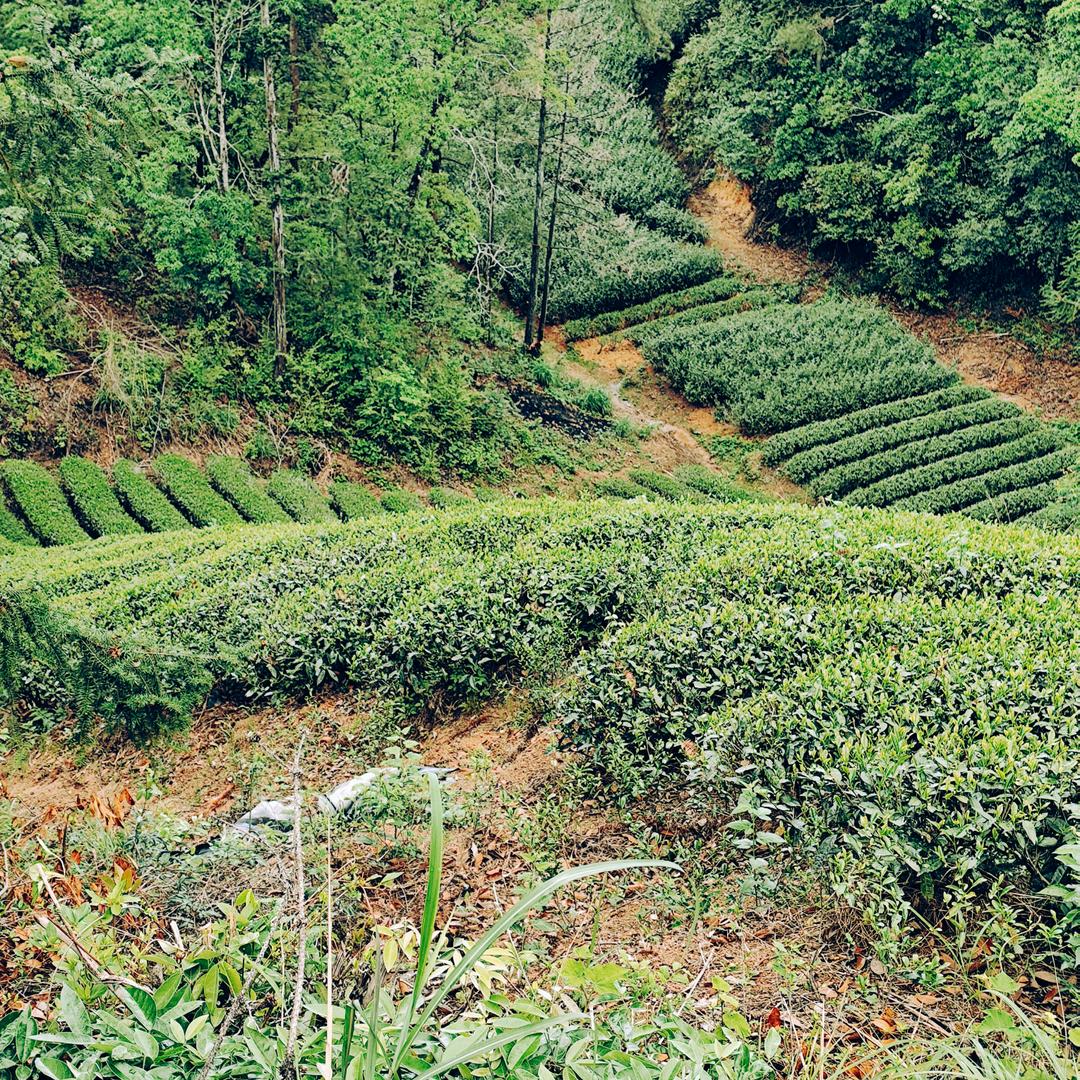 名村岩茶