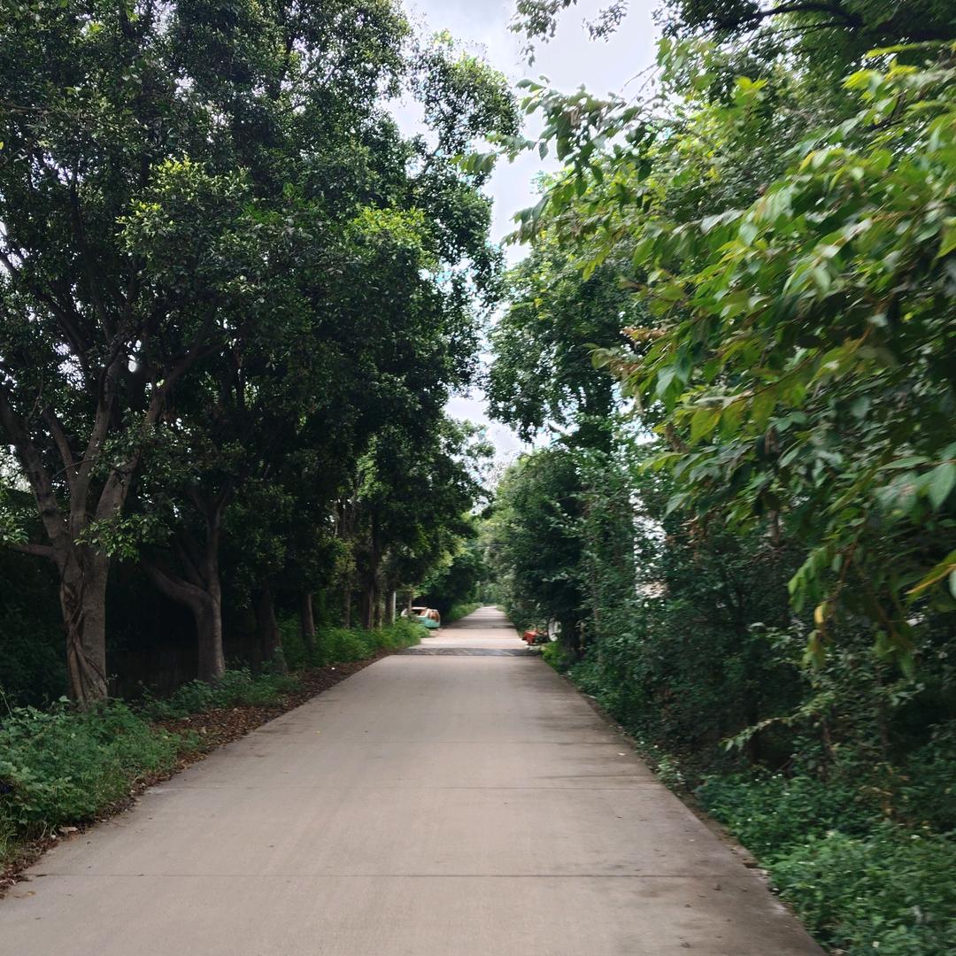 桃花陪我笑春风