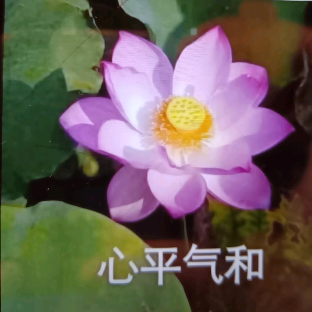 张英娟
