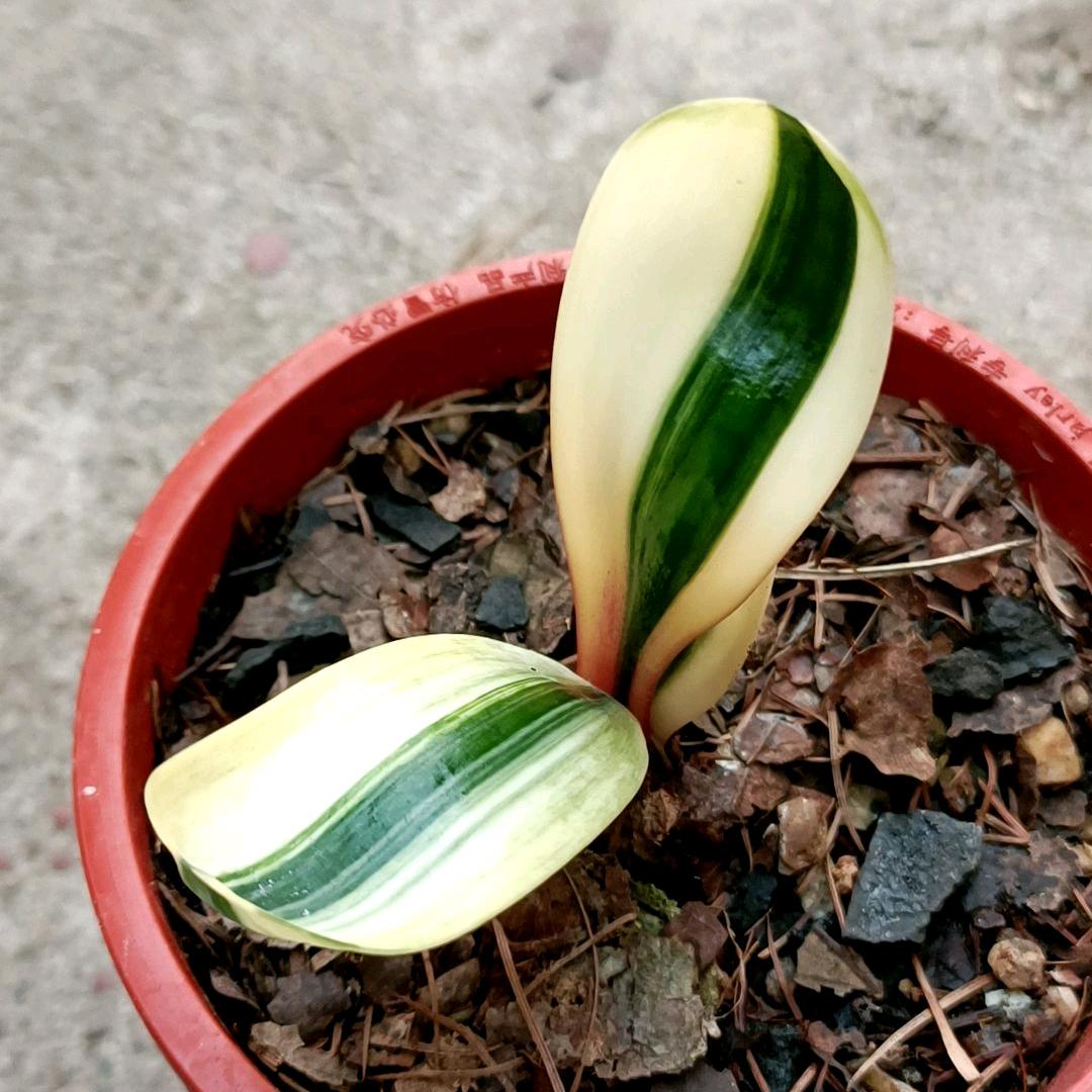 长春彩艺君子兰苑