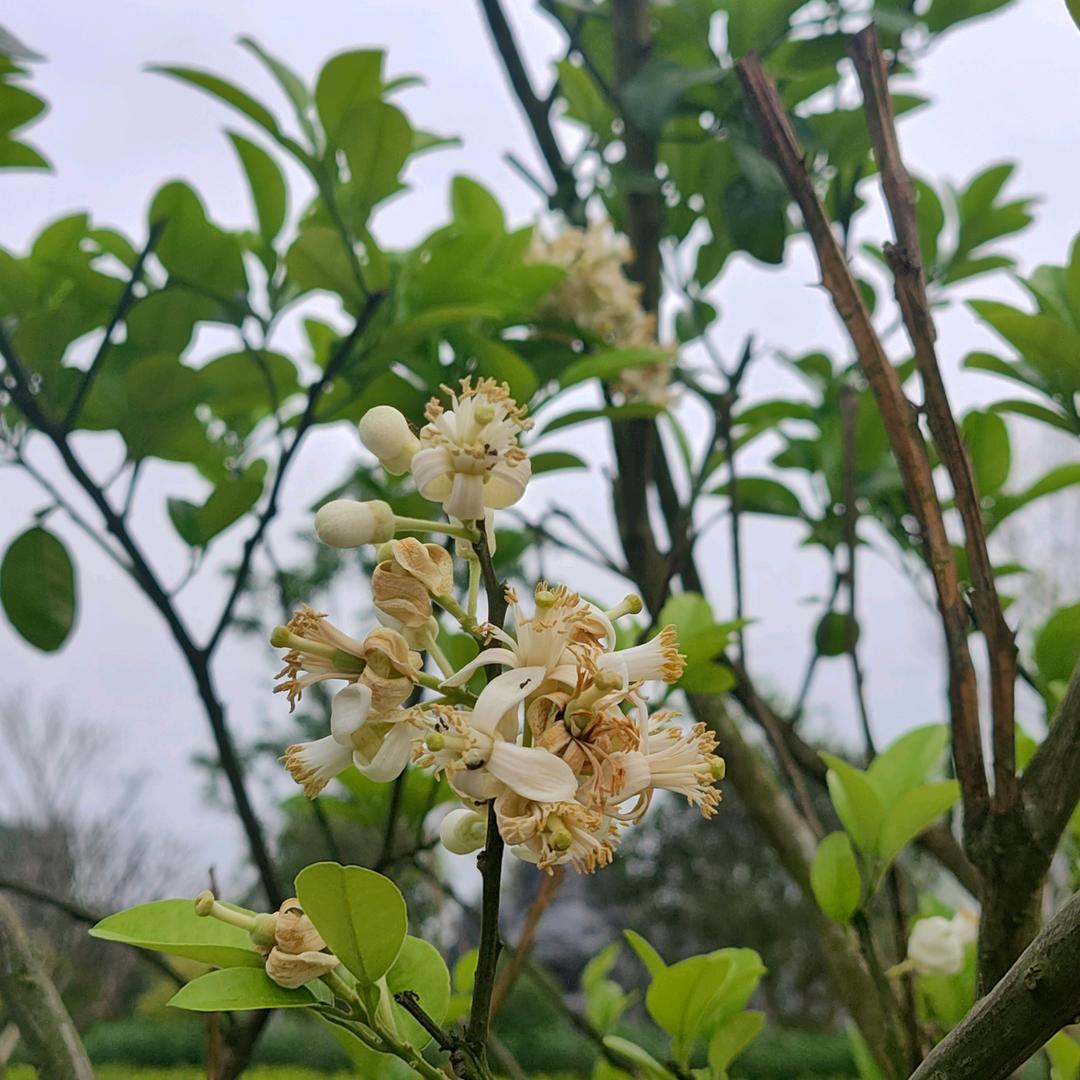 橘万家化州化橘红