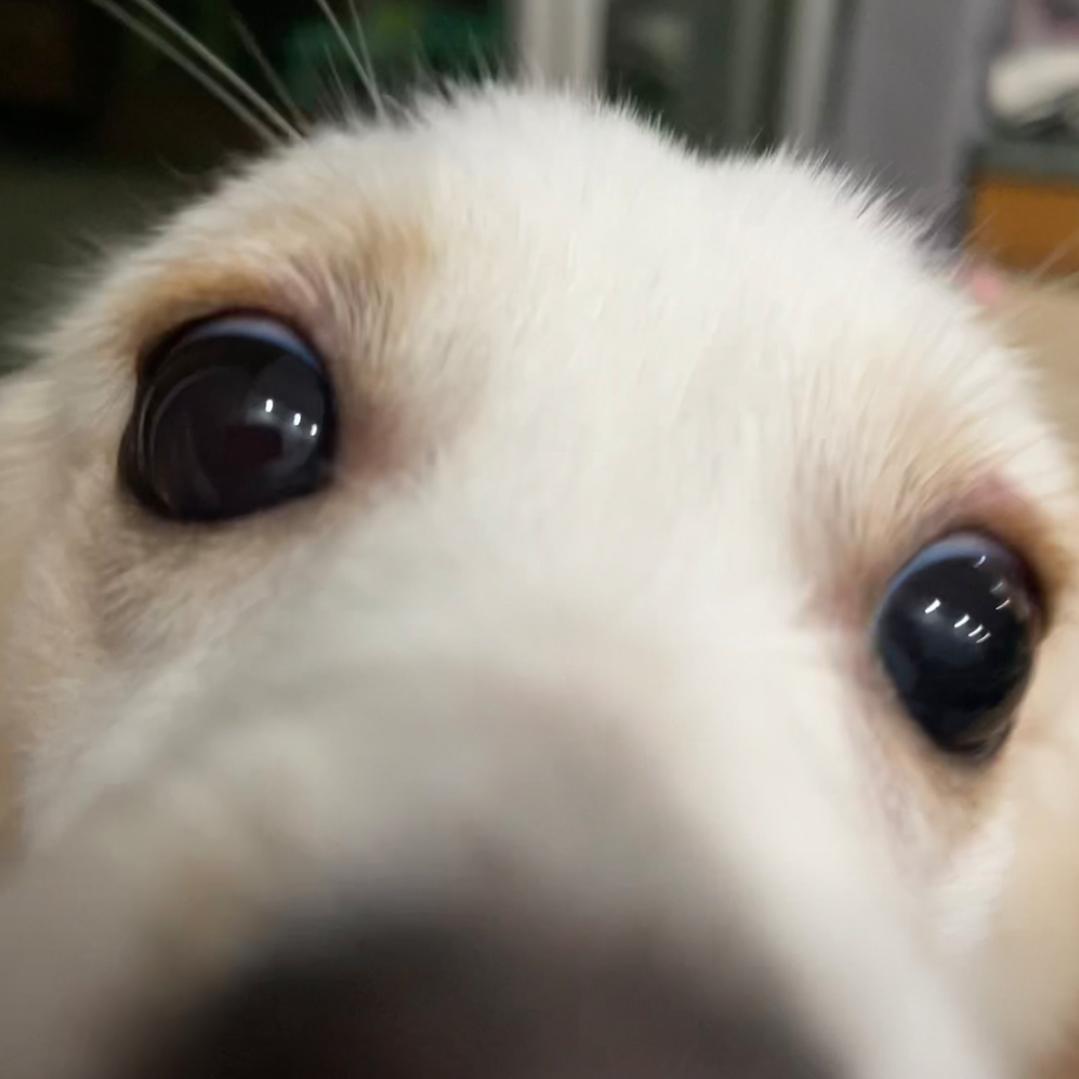 AAA黄总家具批发城（全国连锁)