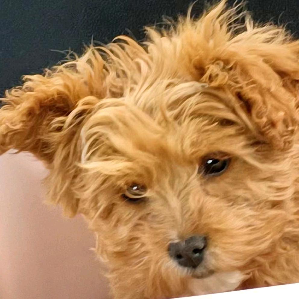 一粒小金豆🌶️