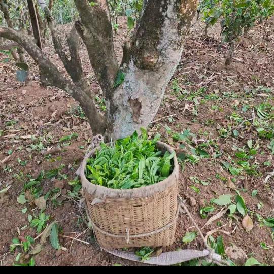 琴芳（东方不败）