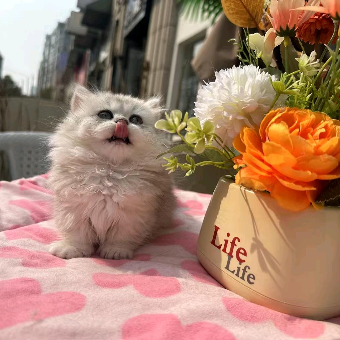 唯小主猫咪领养馆万达店