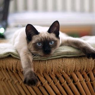 欧普眼镜猫