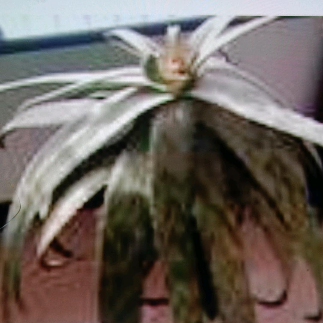 克君