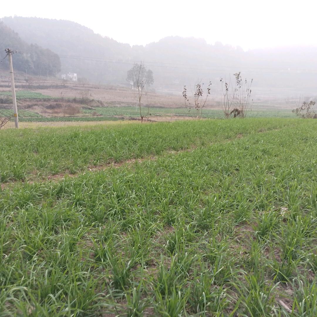 三个宝贝的婆婆