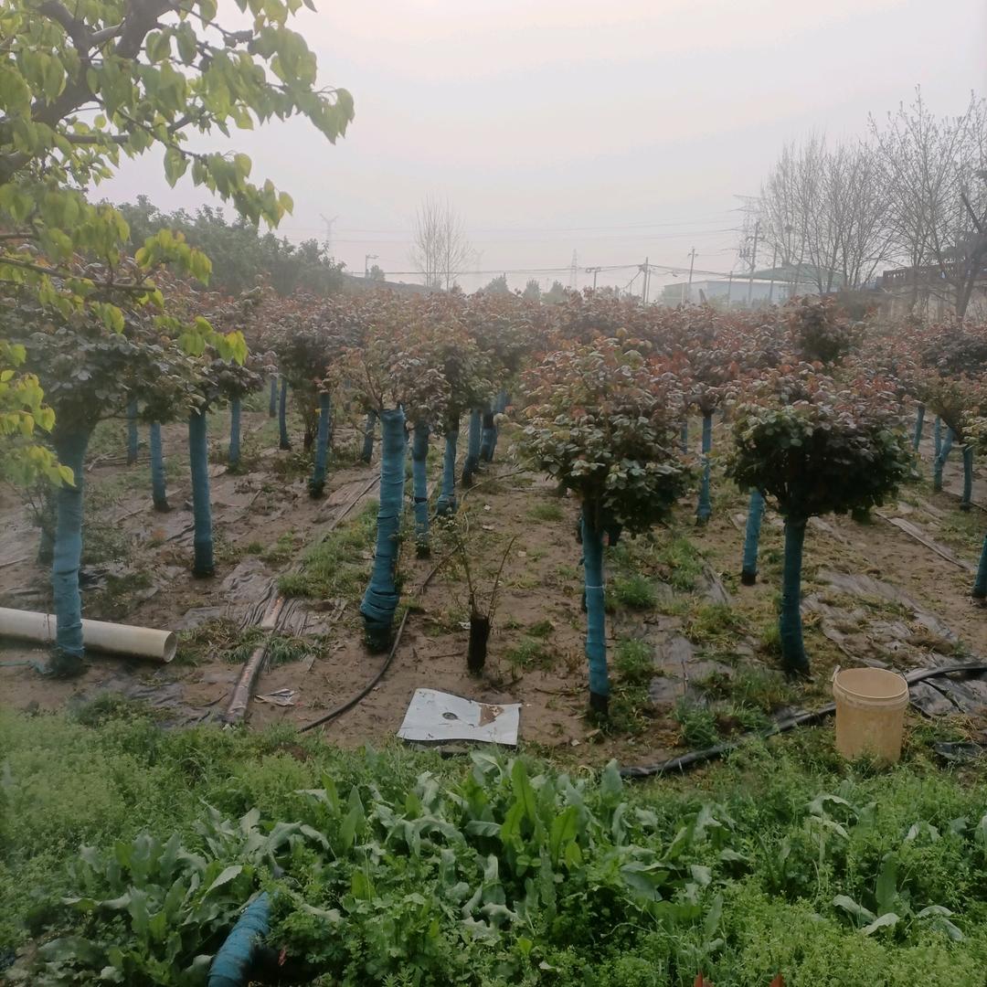 随县金金盆景园场