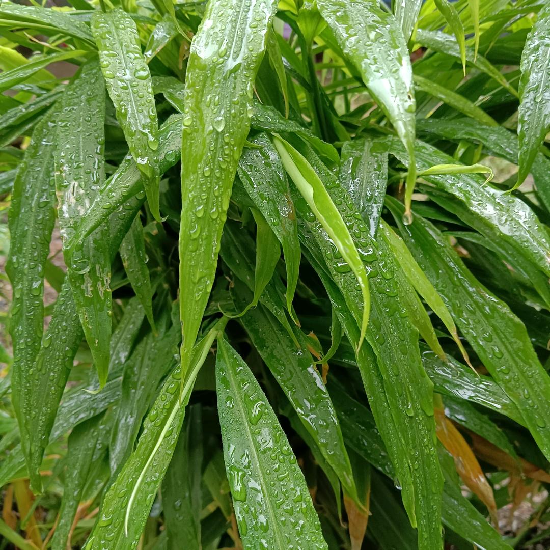 林-
