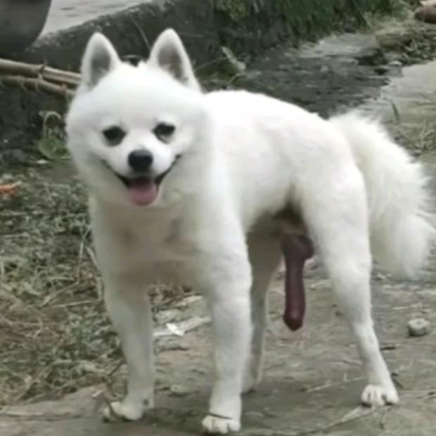 念宝