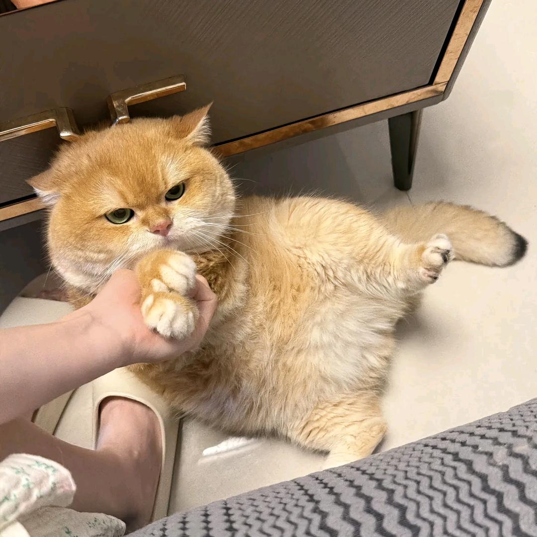 弄碗把子肉