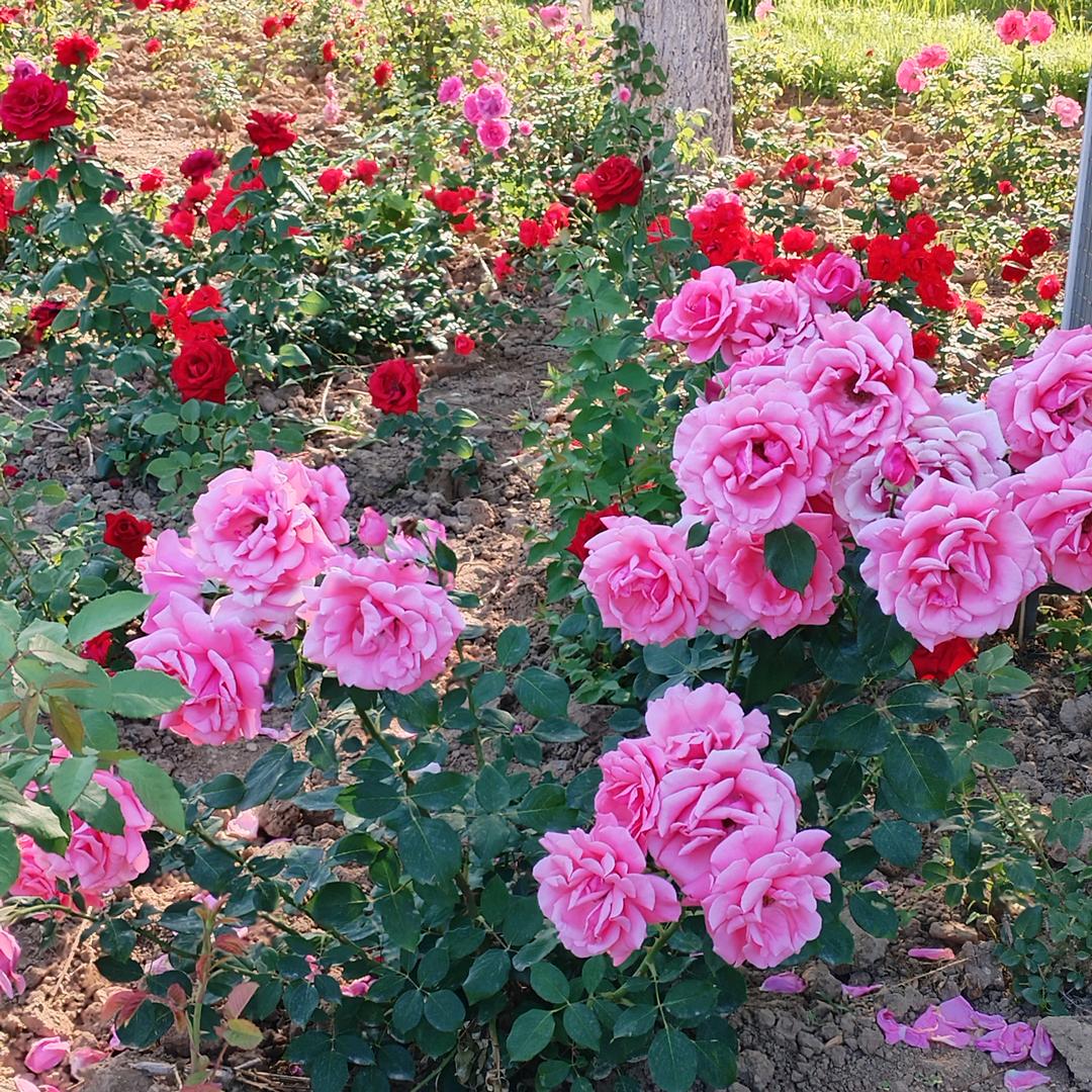桂花飘香
